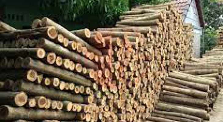 Nguyên liệu gỗ - Wood Material